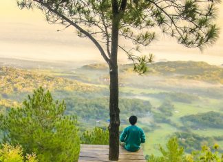 Μπορούν 1 τρισ. νέα δέντρα να μας σώσουν; Δάσος
