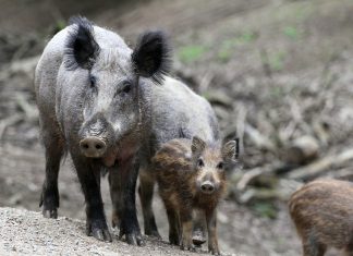 Σε πρόβλημα έχει μετατραπεί ο υπερπληθυσμός του αγριόχοιρου – τι προβλέπει η Απόφαση για την κυνηγετική περίοδο