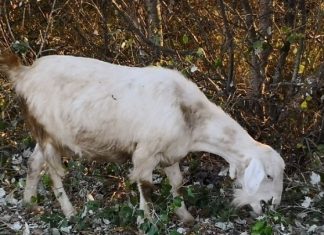 Επιστρατεύουν… κατσίκες για την πρόληψη των δασικών πυρκαγιών Κατσίκα