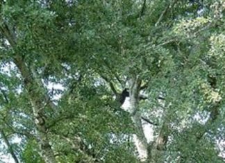 Επικίνδυνες οι λεύκες κατά μήκος του οδικού δικτύου Λεύκη - Populus alba