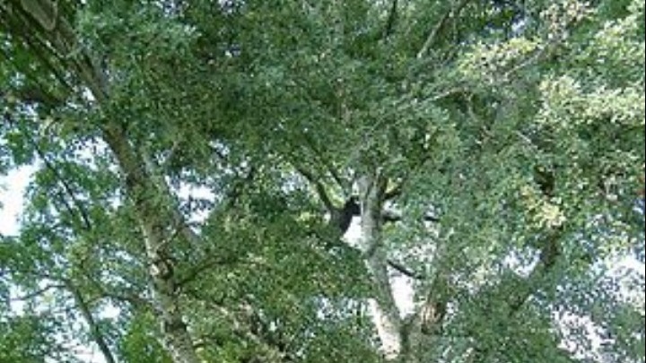 Λεύκη - Populus alba