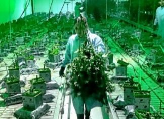 «Τρέχει» η αξιολόγηση των αιτήσεων για μονάδες φαρμακευτικής κάνναβης Μονάδα παραγωγής κάνναβης