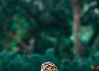 Ξεκαθάρισμα για τα Κέντρα Περίθαλψης Ειδών Άγριας Πανίδας