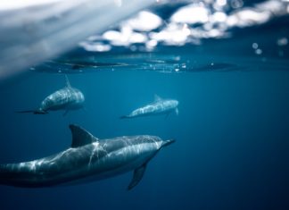 Η Κομισιόν συστήνει παγκόσμιο συνασπισμό για τη βιολογική ποικιλότητα