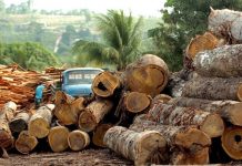 Οι μαφίες του τροπικού δάσους