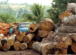 Η αποψίλωση της Αμαζονίας εκτοξεύτηκε τον Νοέμβριο κατά 103%