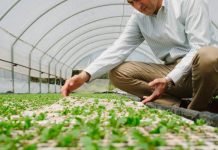 Κομοτηνή: Στον δήμο Αρριανών του νομού Ροδόπης, ο πρώτος επί ελληνικού εδάφους συνεταιρισμός παραγωγών στέβιας