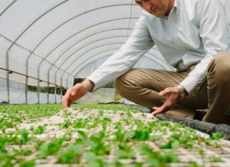 Κομοτηνή: Στον δήμο Αρριανών του νομού Ροδόπης, ο πρώτος επί ελληνικού εδάφους συνεταιρισμός παραγωγών στέβιας