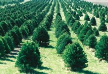 29 Νοεμβρίου ξεκινά η διακίνηση Χριστουγεννιάτικων δέντρων – πάνω από 190 χιλιάδες δέντρα στο εμπόριο