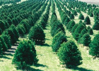 29 Νοεμβρίου ξεκινά η διακίνηση Χριστουγεννιάτικων δέντρων – πάνω από 190 χιλιάδες δέντρα στο εμπόριο