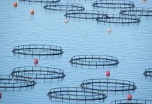 Απόστολος Τουραλιάς, ΕΛΟΠΥ: «Χαιρετίζουμε την εξαγγελία του Πρωθυπουργού για την ολοκλήρωση του Ειδικού Χωροταξικού Πλαισίου στις Ιχθυοκαλλιέργειες»