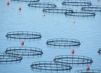 Ελληνική ιχθυοκαλλιέργεια: Ρεκόρ πωλήσεων το 2021