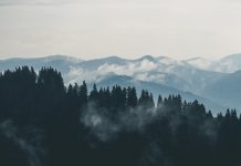 H ΔΕΗ ανάδοχος της αποκατάστασης της Εύβοιας – Με πρωτοβουλία Σκρέκα-Στάσση προγράμματος Δασοπροστασίας