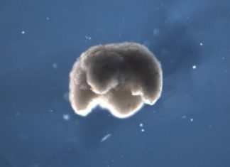 Δημιουργήθηκε το πρώτο «ζωντανό ρομπότ» Δημιουργήθηκε το πρώτο «ζωντανό ρομπότ»