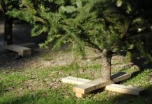 Χαλκιδική: Έτοιμοι να σκορπίσουν «άρωμα» Χριστουγέννων οι ελατοπαραγωγοί Ταξιάρχη Θεσσαλονίκη: Πότε ξεκινά η ανακύκλωση χριστουγεννιάτικων δέντρων