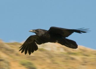 COP15 – Βιοποικιλότητα: Η διάσκεψη της δεκαετίας για να σωθεί η φύση