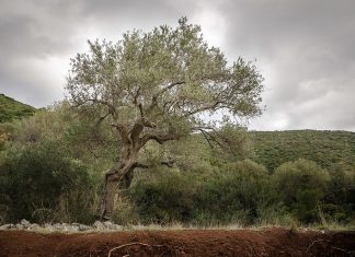 Κινέζοι αγοράζουν χιλιάδες στρέμματα με ελαιόδεντρα στη Λακωνία!