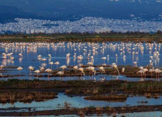 Βιοποικιλότητα: Η στρατηγική της ΕΕ σε 9+1 ερωταπαντήσεις