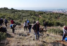 Αναδάσωση σε περιοχή της Κινέτας από τη MOTOR OIL