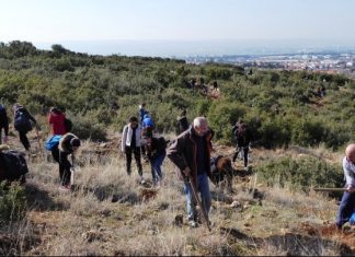Αναδάσωση σε περιοχή της Κινέτας από τη MOTOR OIL