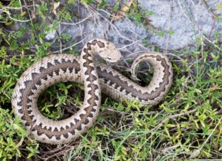 Η κλιματική αλλαγή απειλεί με εξαφάνιση την οχιά της Πίνδου