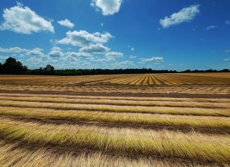 Δασικοί χάρτες: τί προβλέπει το νέο νομοσχέδιο του ΥΠΕΝ