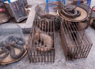 Έρευνα: Πώς συνδέονται οι πανδημίες με τις παράνομες αγορές άγριων ζώων