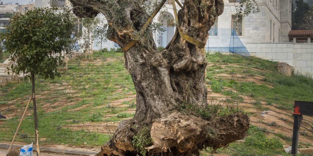 Αποτέλεσμα εικόνας για εργοσε δεντρα