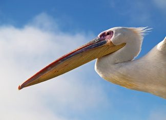 Άδεια έρευνας του Αργυροπελεκάνου στη λίμνη Χειμαδίτιδα