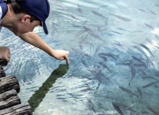 ΥΠΕΝ: έρευνα για τα ψάρια του γλυκού νερού με εργολάβο πανεπιστήμιο – για έκθεση προς την Κομισιόν