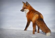 Για πρώτη φορά στην Ελλάδα ετοιμάζεται Άτλας των χερσαίων θηλαστικών