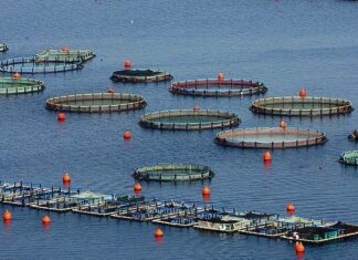 Σ. Κεδίκογλου: Η ανάπτυξη των υδατοκαλλιεργειών αποτελεί προτεραιότητα της κυβέρνησης