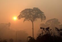 Δεν δαπανούν αρκετά για την αποψίλωση των δασών οι χώρες – Ανεπαρκής η χρηματοδότηση