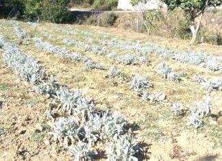 Το ΕΣΠΑ μέσα από τους Δρόμους του Τσαγιού στη Μαύρη Θάλασσα