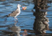 Θεσσαλονίκη: Την ανάγκη λήψης μέτρων πρόληψης ρύπανσης της θάλασσας και των ακτών, επισημαίνει η Διεύθυνση Δημόσιας Υγείας της Περιφέρειας Κ. Μακεδονίας