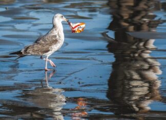 Θεσσαλονίκη: Την ανάγκη λήψης μέτρων πρόληψης ρύπανσης της θάλασσας και των ακτών, επισημαίνει η Διεύθυνση Δημόσιας Υγείας της Περιφέρειας Κ. Μακεδονίας