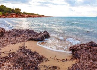 Όταν τα φύκια στις παραλίες είναι σημαντικότερα από τις μεταξωτές κορδέλες!