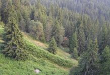 ΓΓ Δασών: 200 επιτροπές για να ξεμπλοκάρουν μεταβιβάσεις και οικοδομικές άδειες