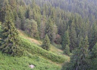 Πώς τα μεσογειακά δάση ξαναγεννιούνται από τις στάχτες τους – Μηχανισμοί επιβίωσης και απαραίτητα έργα