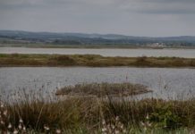 Λιμνοθάλασσα Αλυκής Κίτρους: Κραυγή προστασίας για ένα «σιωπηλό» οικοσύστημα