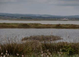 Λιμνοθάλασσα Αλυκής Κίτρους: Κραυγή προστασίας για ένα «σιωπηλό» οικοσύστημα