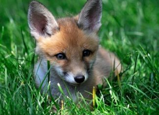 πρωτοποριακή τεχνολογική λύση για την προστασία της άγριας πανίδας στην Ελλάδα