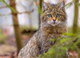 Υποχρεωτική προστασία άγριας ζωής και ανθρώπων ζητά το ΕΚ