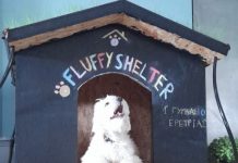 Σκυλόσπιτο με roof garden, φτιαγμένο από οικολογικά υλικά, κατασκεύασαν μαθητές Γυμνασίου της Ερέτριας