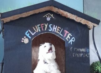 Σκυλόσπιτο με roof garden, φτιαγμένο από οικολογικά υλικά, κατασκεύασαν μαθητές Γυμνασίου της Ερέτριας