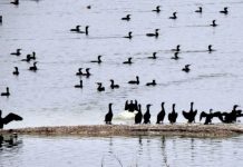 Λίμνη Κάρλα, ένας από τους πιο σημαντικούς υδροβιότοπους της Ελλάδας