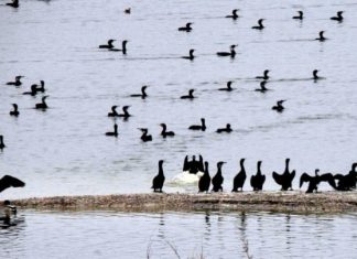 Coca-Cola HBC:Ποσοστό 30% σε ιταλική εταιρία καφέ