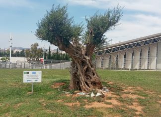 Μεταφυτεύει ελαιόδεντρα η ΕΡΓΟΣΕ στο ΟΑΚΑ