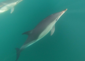 Τα δελφίνια του Θερμαϊκού καταγράφει η iSea