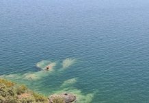 Τα κρυφά και πολύτιμα για την καταπολέμηση της κλιματικής αλλαγής “μπλε δάση” του Αιγαίου